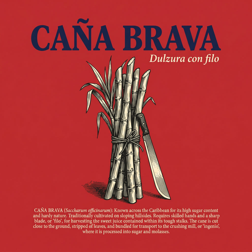 CAÑA BRAVA — design